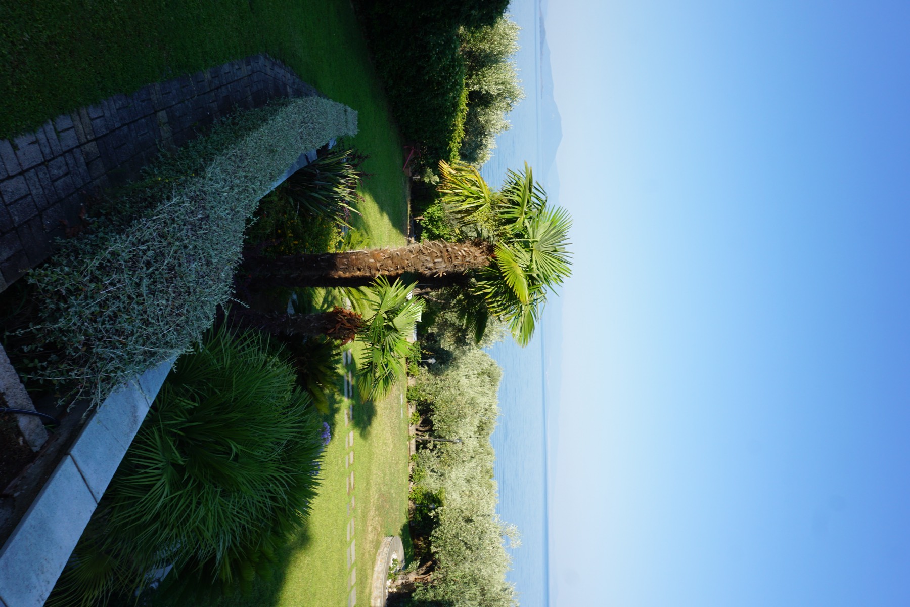 Garden palms