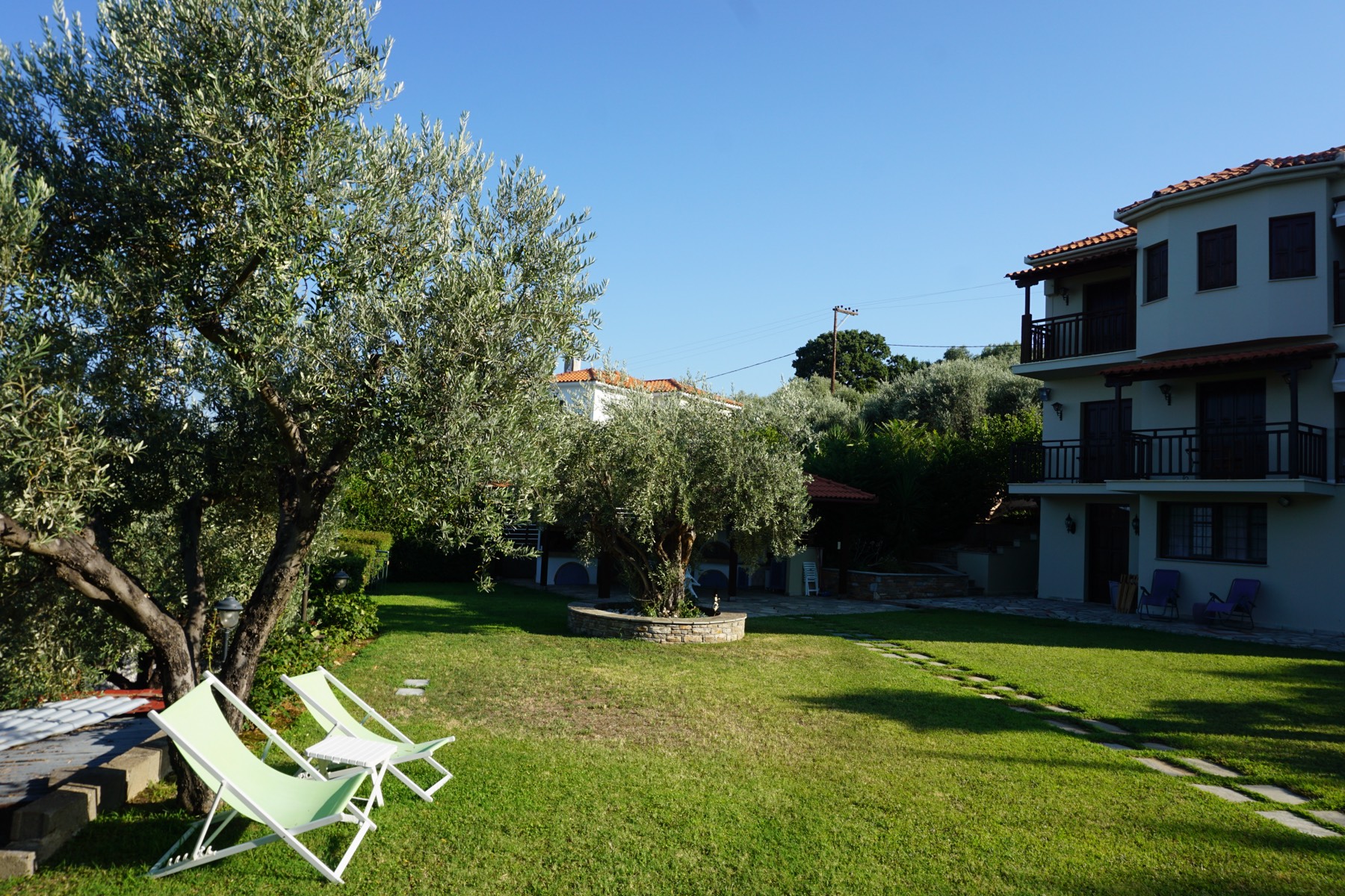 Olive tree and deck chairs