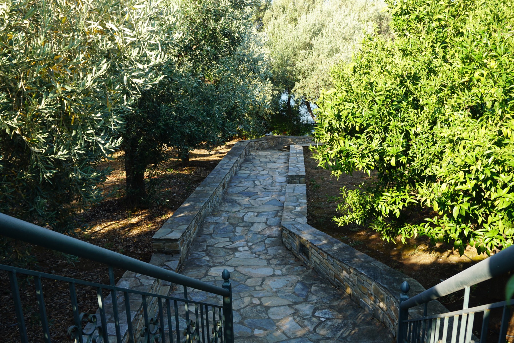 Path through the olives